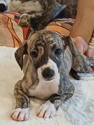 Les chiots de Whippet