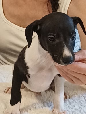 Les chiots de Whippet