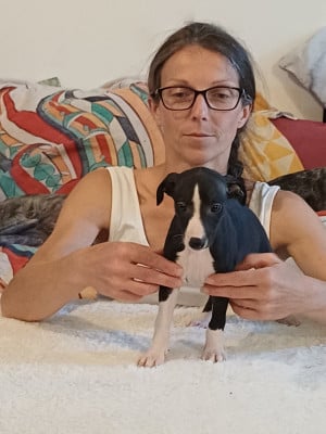 Les chiots de Whippet