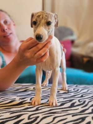 Les chiots de Whippet
