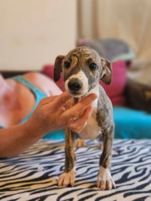 Les chiots de Whippet