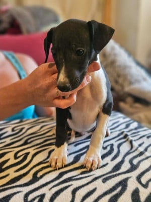 Les chiots de Whippet