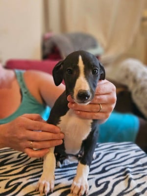 Les chiots de Whippet
