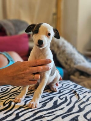 Les chiots de Whippet