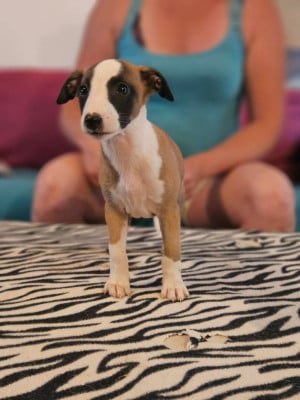 Les chiots de Whippet