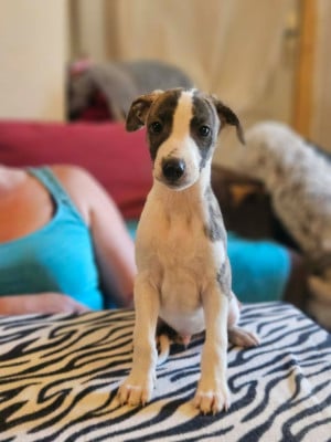 Les chiots de Whippet