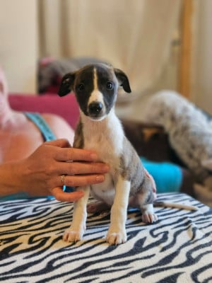 Les chiots de Whippet