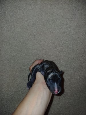 Les chiots de Whippet