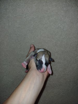 Les chiots de Whippet