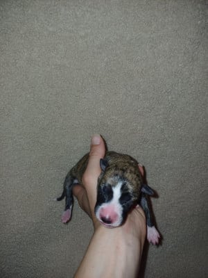 Les chiots de Whippet