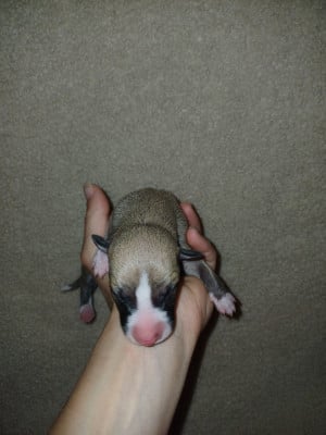 Les chiots de Whippet
