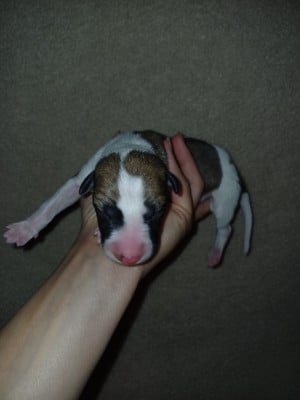 Les chiots de Whippet