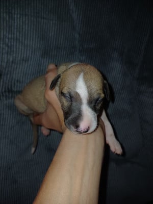 Les chiots de Whippet
