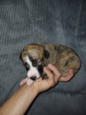 Les chiots de Whippet