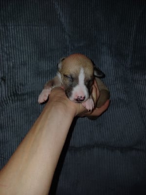 Les chiots de Whippet