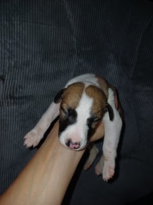 Les chiots de Whippet