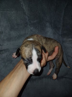 Les chiots de Whippet