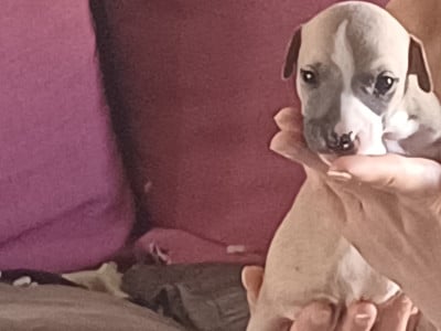 Les chiots de Whippet