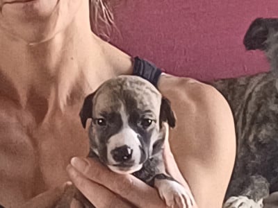 Les chiots de Whippet