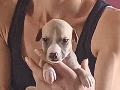 Les chiots de Whippet