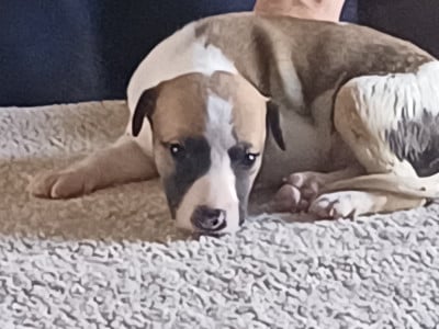 Les chiots de Whippet