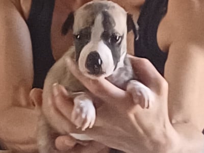 Les chiots de Whippet