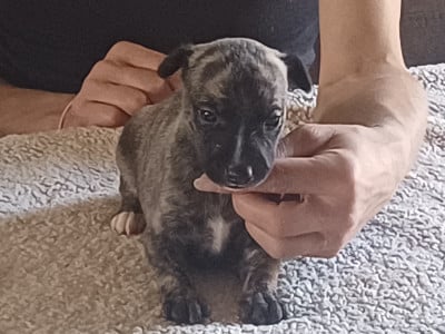 Les chiots de Whippet