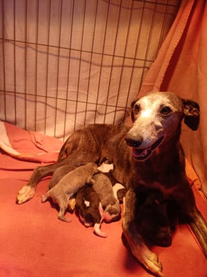 Whippet