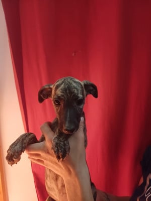Les chiots de Whippet