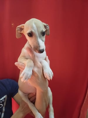 Les chiots de Whippet