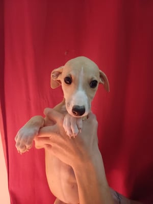 Les chiots de Whippet
