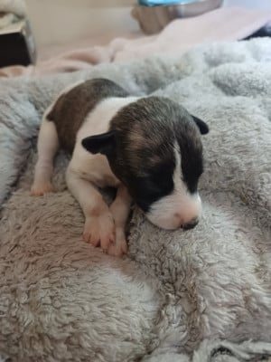 Les chiots de Whippet