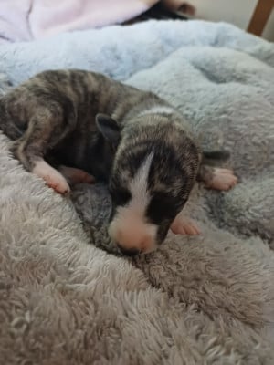 Les chiots de Whippet