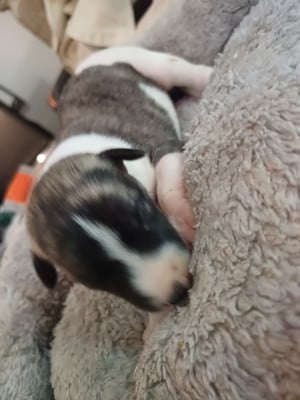 Les chiots de Whippet