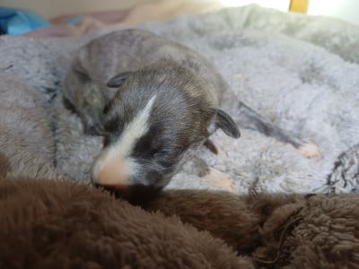 Les chiots de Whippet