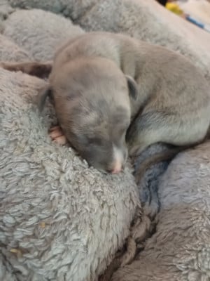 Les chiots de Whippet