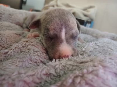 Les chiots de Whippet