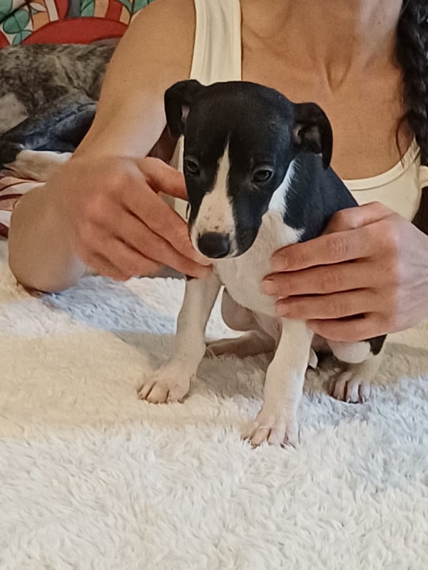 Whippet - De Lev'horse