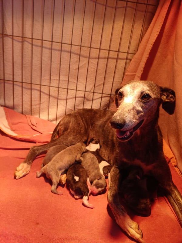 Whippet - De Lev'horse