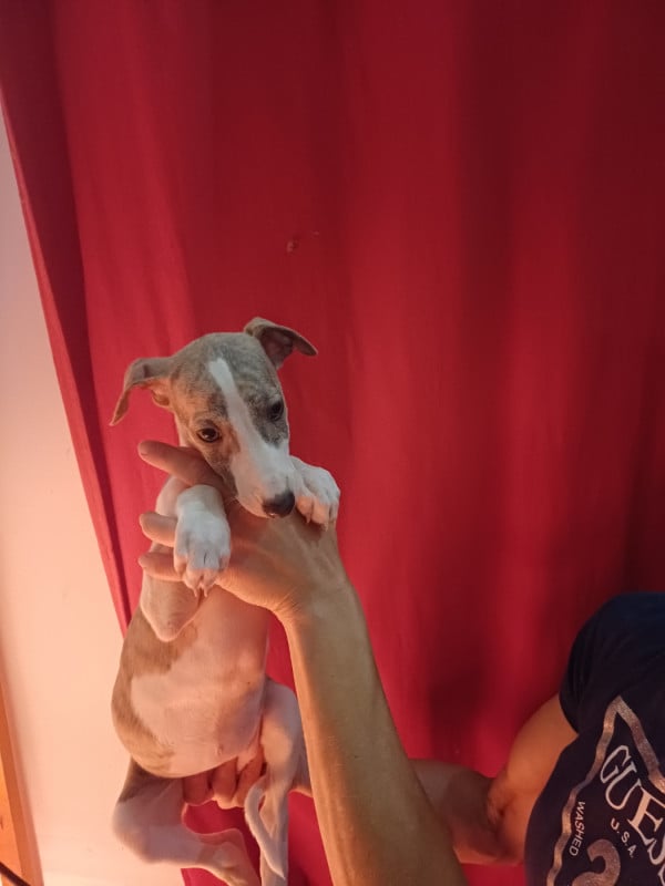 Whippet - De Lev'horse