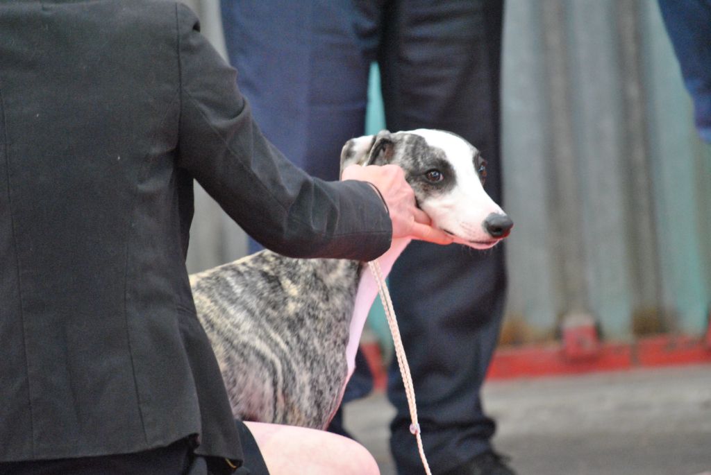 Toronto king top De Lev'horse - 1 er Très Prometteur