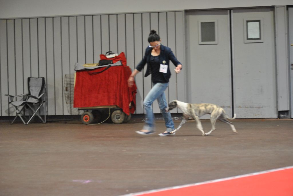 Toronto king top De Lev'horse - 1 er Très Prometteur