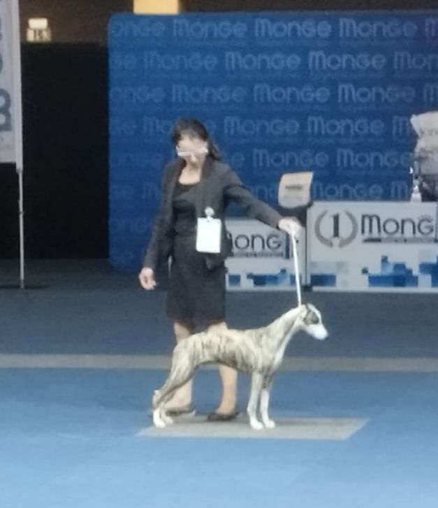 Toronto king top De Lev'horse - 1 er Très Prometteur