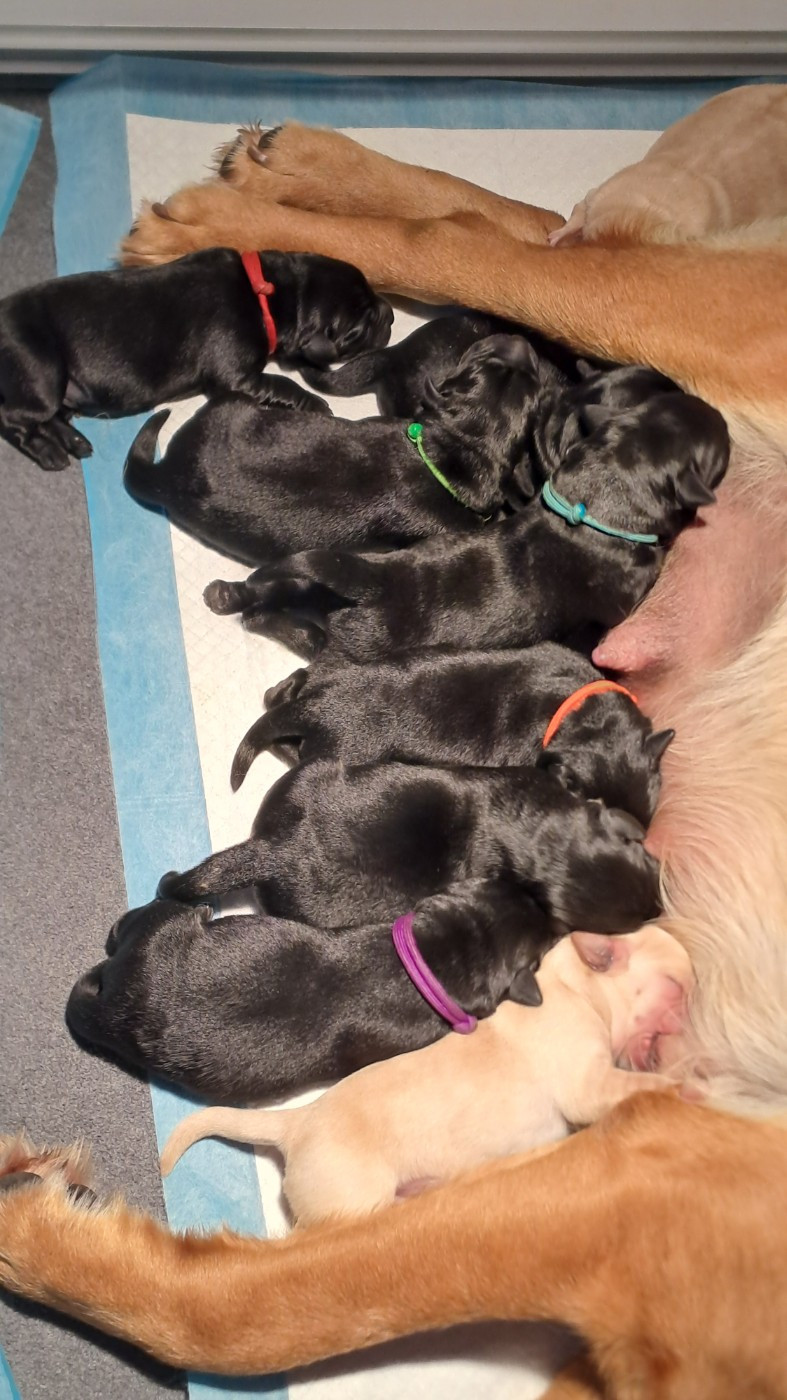 CHIOT 3 couleur noire - Labrador Retriever