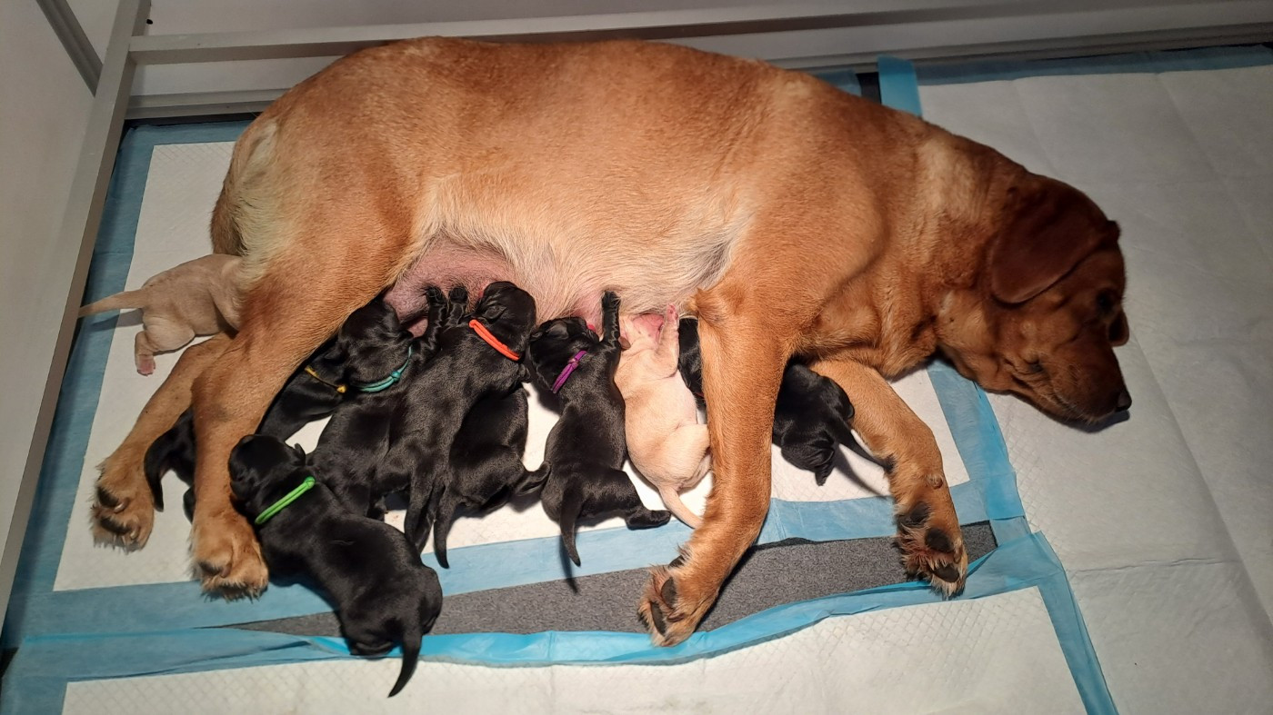 CHIOT 9 couleur noire - Labrador Retriever