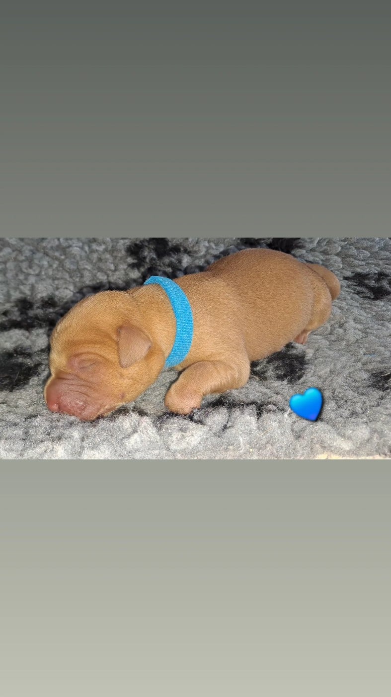 CHIOT bleu - Labrador Retriever