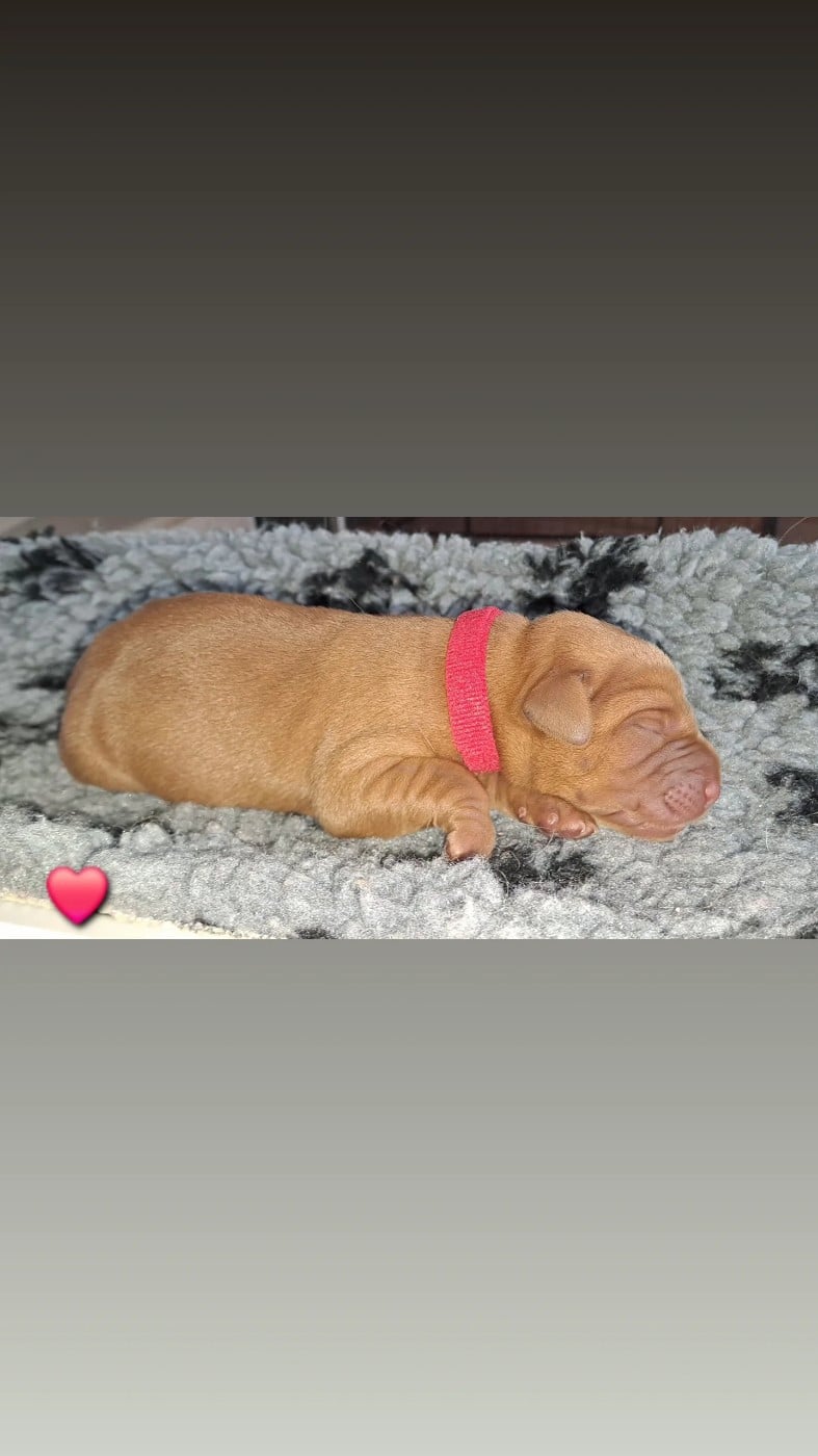 CHIOT rouge - Labrador Retriever