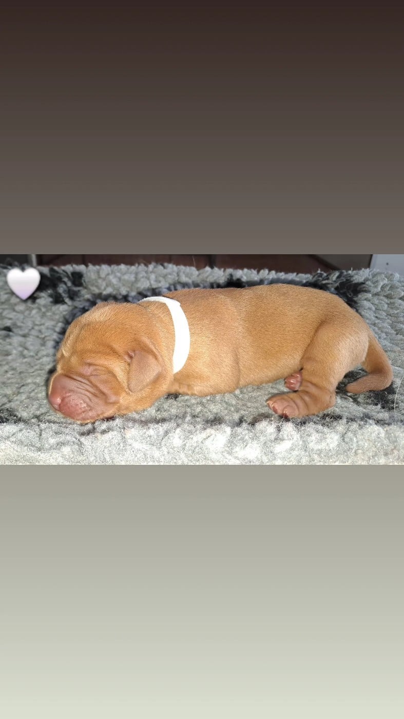 CHIOT blanc - Labrador Retriever