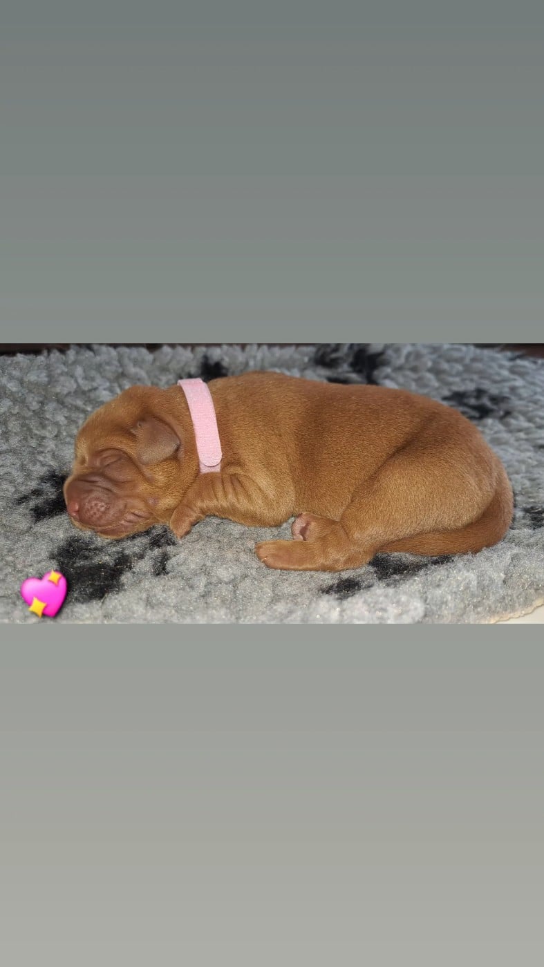 CHIOT rose - Labrador Retriever