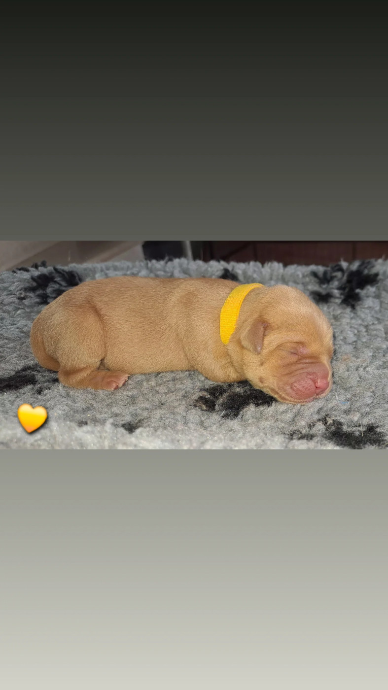 CHIOT jaune - Labrador Retriever